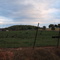Mountain Cattle