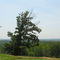 Silver Ridge