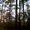 In the Pines