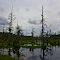 Tranquil Swamp