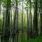 Awakening Swamp