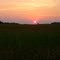Corn sunset