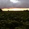 Tobacco