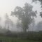 Foggy Morning Sunrise, Darlington, SC