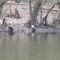 Louthers Lake Bald Eagle