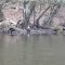 Louthers Lake Bald Eagle