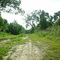 tall pines area