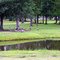 Geese in Goose Creek