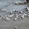 Aves - playa al sur de Arica, XV Región, Chile.