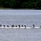 Cisnes en Quinchao