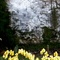 Narcisos de Invierno