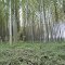 Bosque      r.c.a.