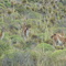 Estancia Chacabuco: Guanacos