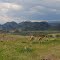 guanacos in Valle Chacabuco - Patagonia - Chile