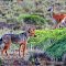 III. Great, Baby Guanaco is alone !
