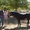 Amansando un caballo Chileno