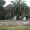 muralla y palmera cerca de Lolol - r.c.a.