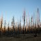 Burnt Forest Sunrise