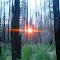 Burnt Forest Sunset
