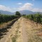 Viña Sector El Huape Cunaco, Valle de Colchagua