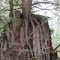 Resurrection Tree - New Life From The Dead