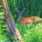 Female Blacktail Deer