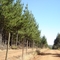 Hualve - Camino a la antigua estación.
