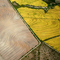 Rice cultivation
