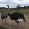 Double K-W Ostrich Farm, GLCT