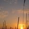 OCASO