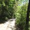 Camino bajo el bosque en Contraco