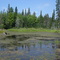 Pine Creek wetland