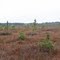Muskeg beside the Clear Creek Road