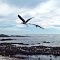 Gaviotas en vuelo