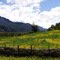 Campos de flores, camino a Termas del Amarillo