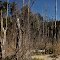 Bosque quemado por cenizas volcánicas.