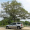 Landmark Tree (The Big Tree) at Centre Grove