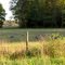 Wild Turkeys across from Bear Swamp East