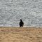 Turkey Vulture on Laurel Lake
