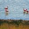 Flamingos at Paso Rodolfo Roballos, Los Antiguas, Santa Cruz, Argentina