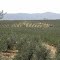 Olivos (Olea europaea), Valle Estero Culenar