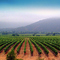 Vinhedos Chilenos  ©Germano Schüür