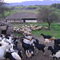 ▶ Encantador rebaño de Ovejas y Cabras ®