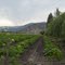 Plantación de zapallos