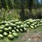 Las ricas Sandias