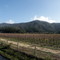 Viñedos camino a tapihue