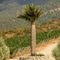 Palma chilena (Jubaea chilensis)