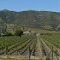Viñedos en la ruta II