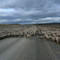 ovejas camino a russfin