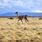 Guanaco en Russfin, Tierra del Fuego, Chile